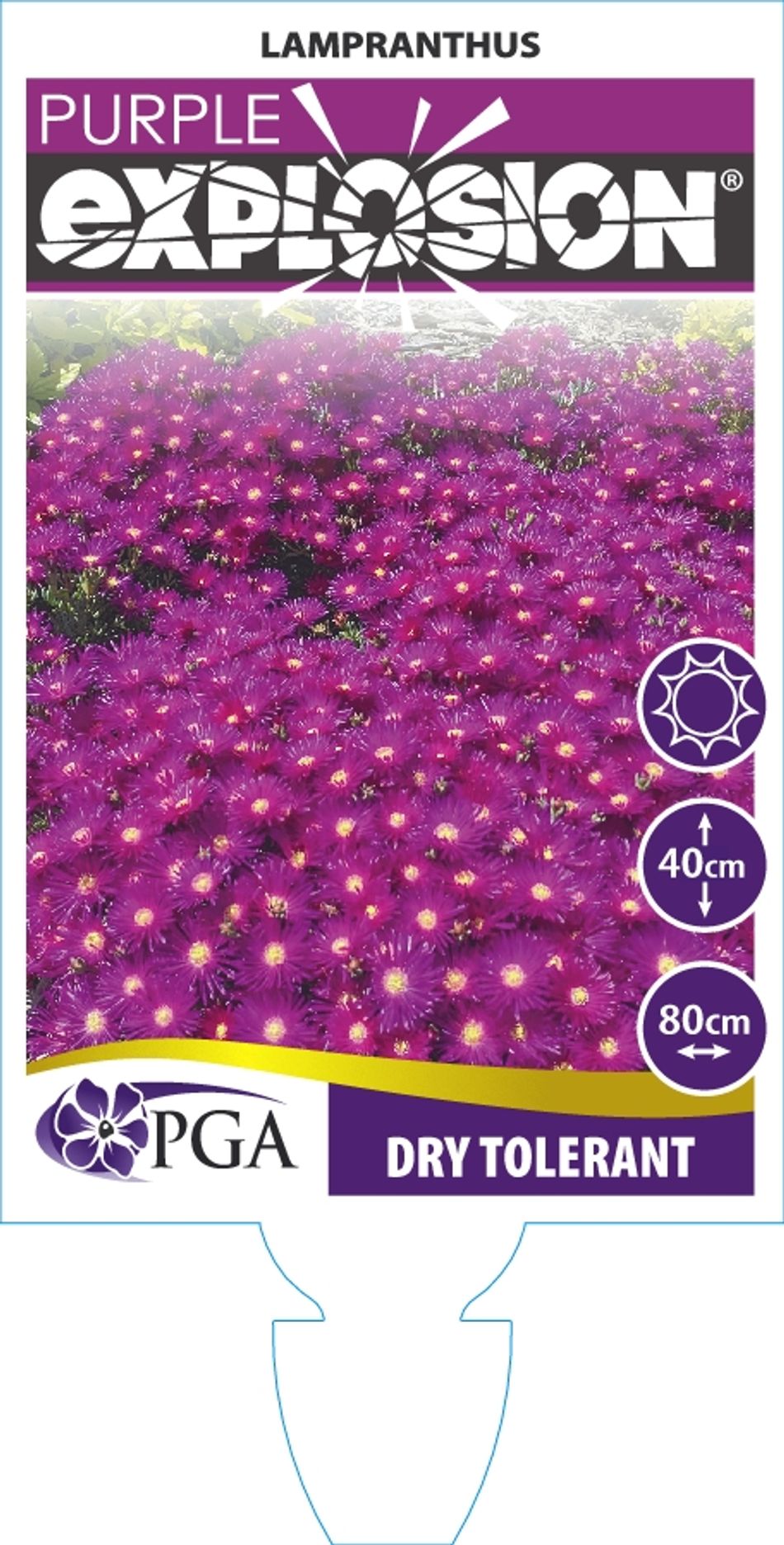 Domus Nursery - West Australian Plant Wholesaler