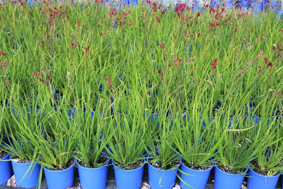 Domus Nursery - West Australian Plant Wholesaler