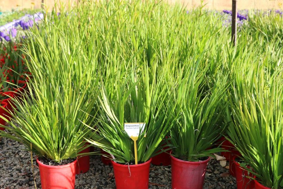 Domus Nursery - West Australian Plant Wholesaler