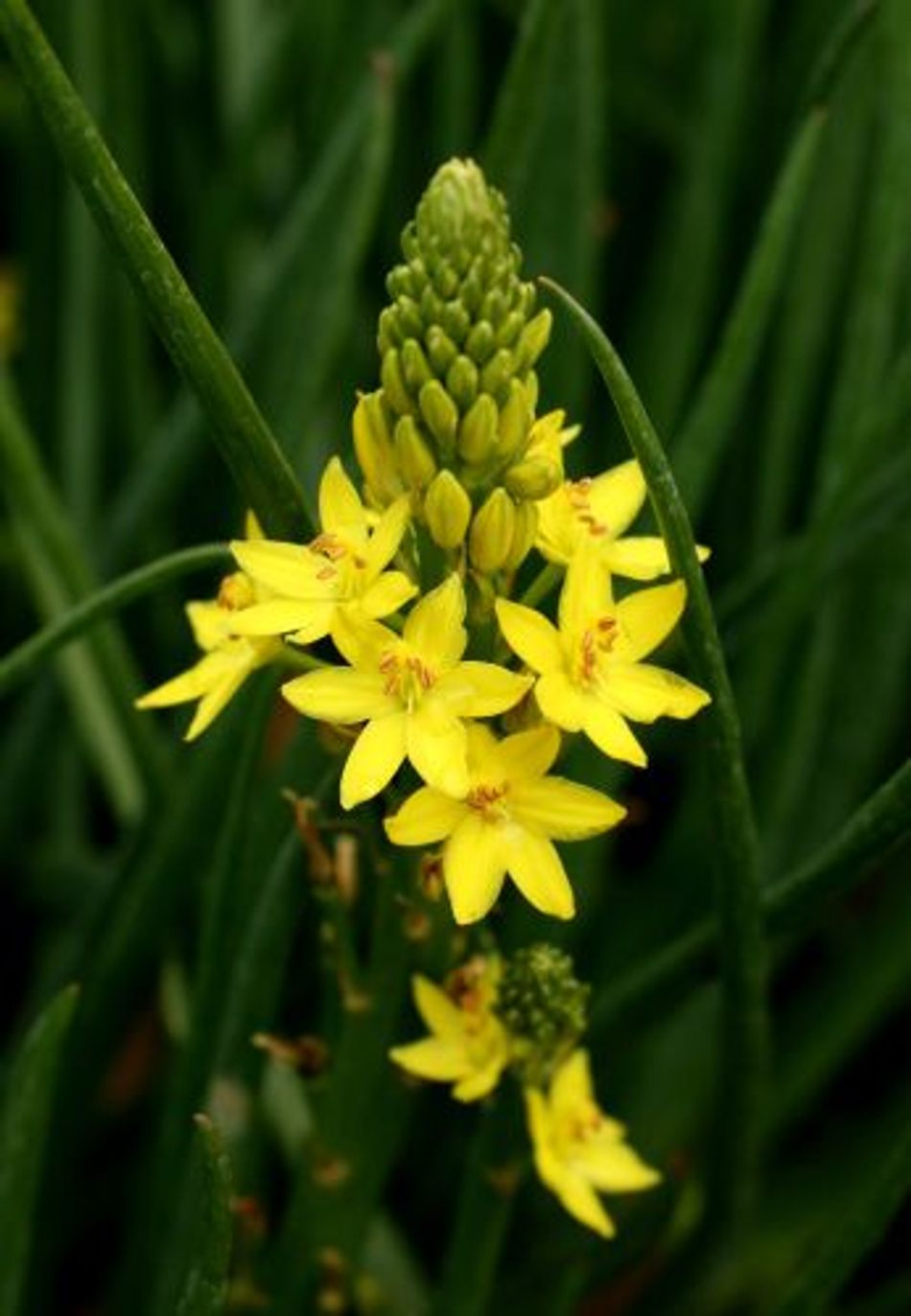 Domus Nursery - West Australian Plant Wholesaler
