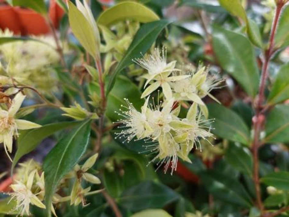 Domus Nursery - West Australian Plant Wholesaler
