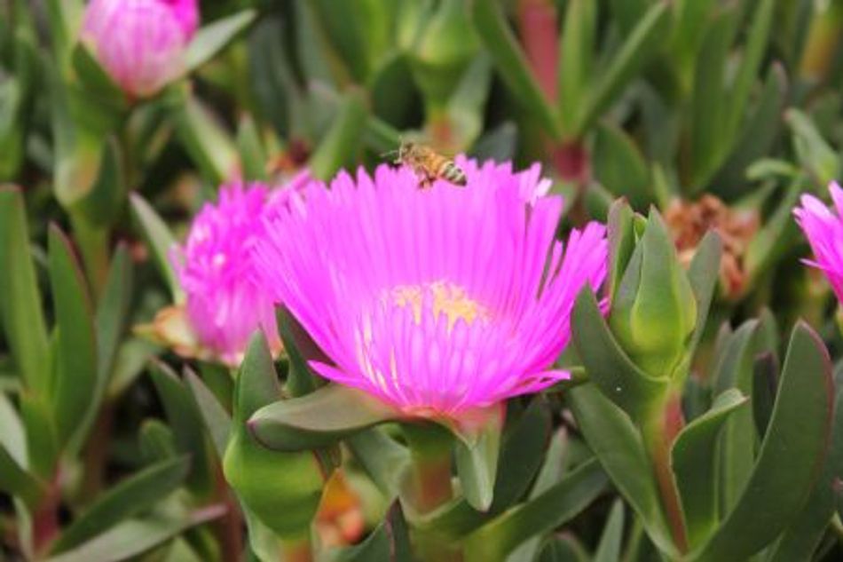 Domus Nursery - West Australian Plant Wholesaler