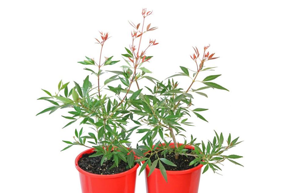 Domus Nursery - West Australian Plant Wholesaler