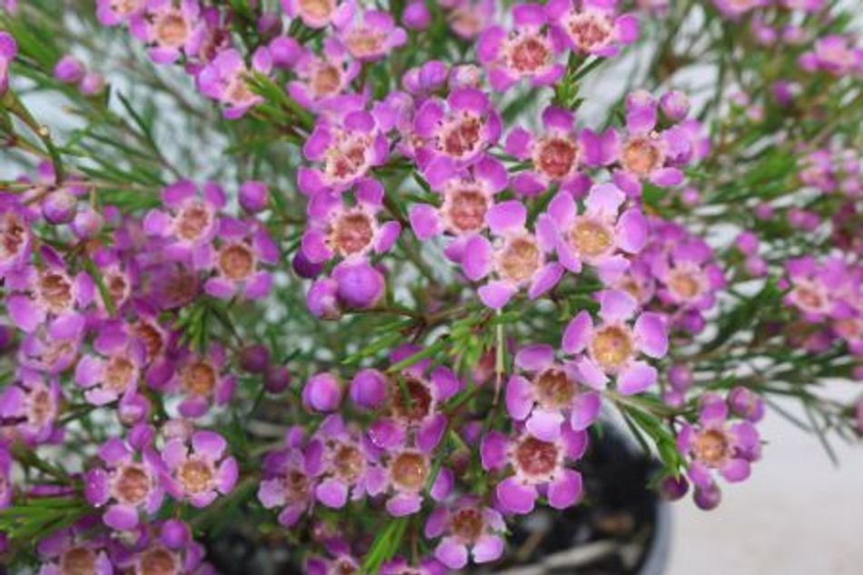 Domus Nursery - West Australian Plant Wholesaler