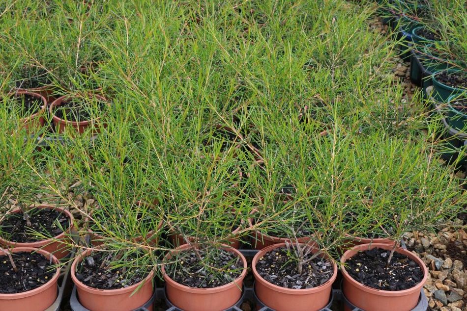 Domus Nursery - West Australian Plant Wholesaler