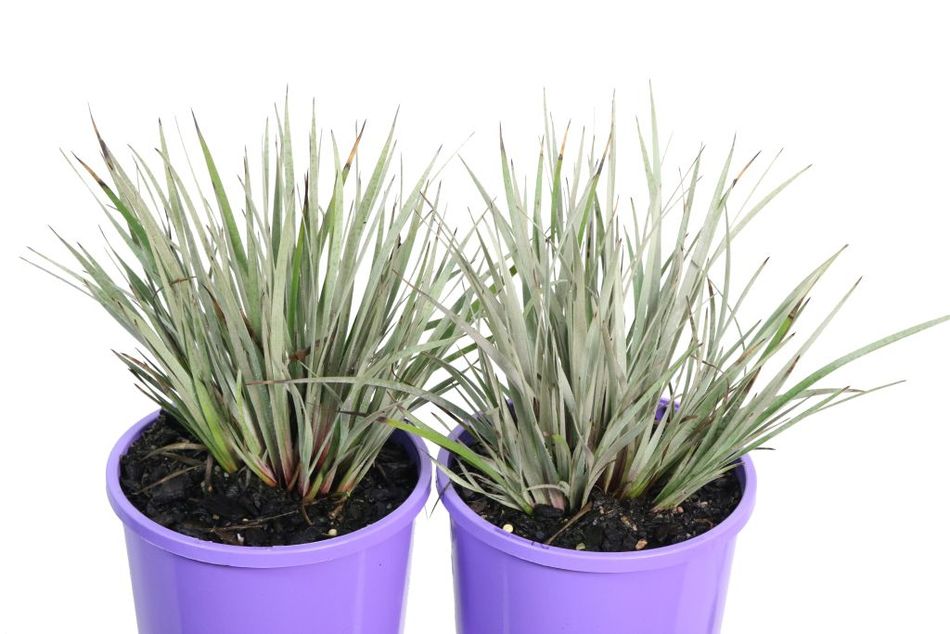 Domus Nursery - West Australian Plant Wholesaler
