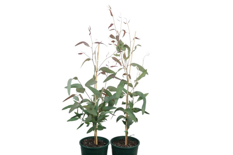 Domus Nursery - West Australian Plant Wholesaler