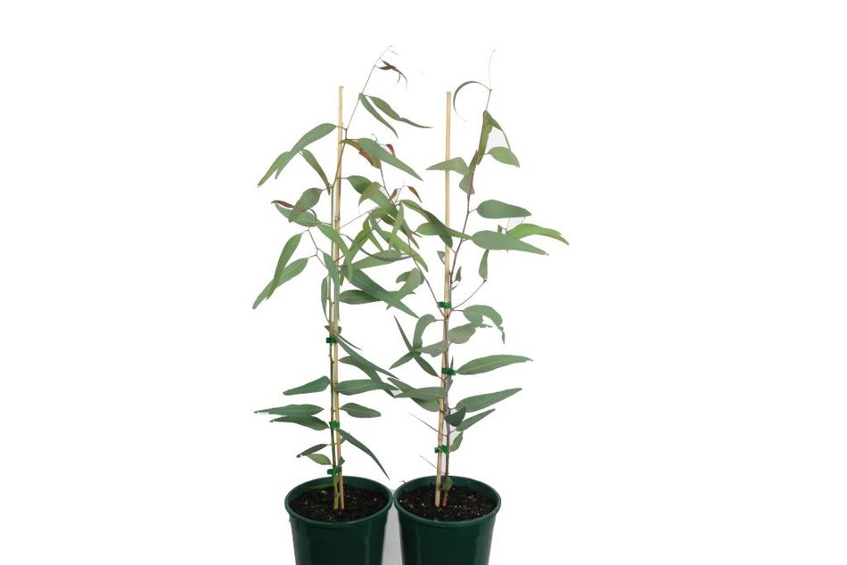 Domus Nursery - West Australian Plant Wholesaler