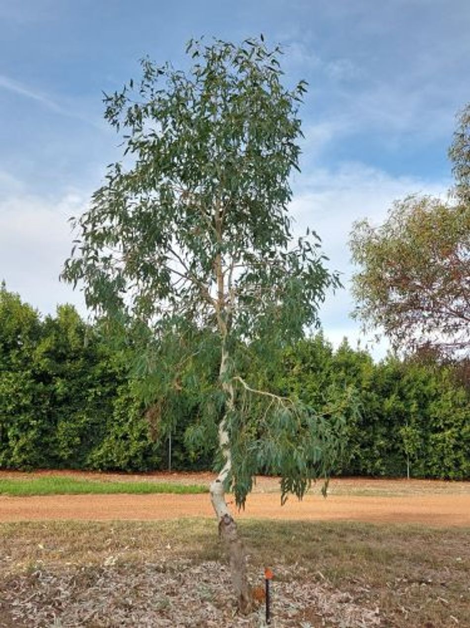 Domus Nursery - West Australian Plant Wholesaler