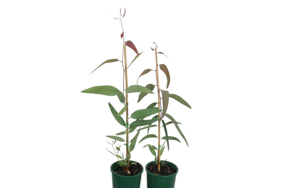 Domus Nursery - West Australian Plant Wholesaler