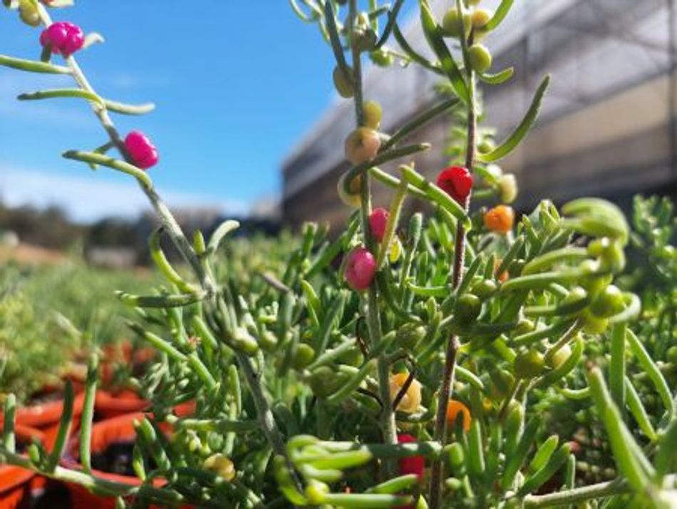 Domus Nursery - West Australian Plant Wholesaler