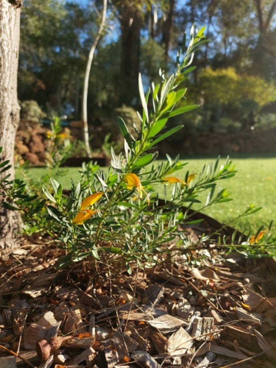 Domus Nursery - West Australian Plant Wholesaler