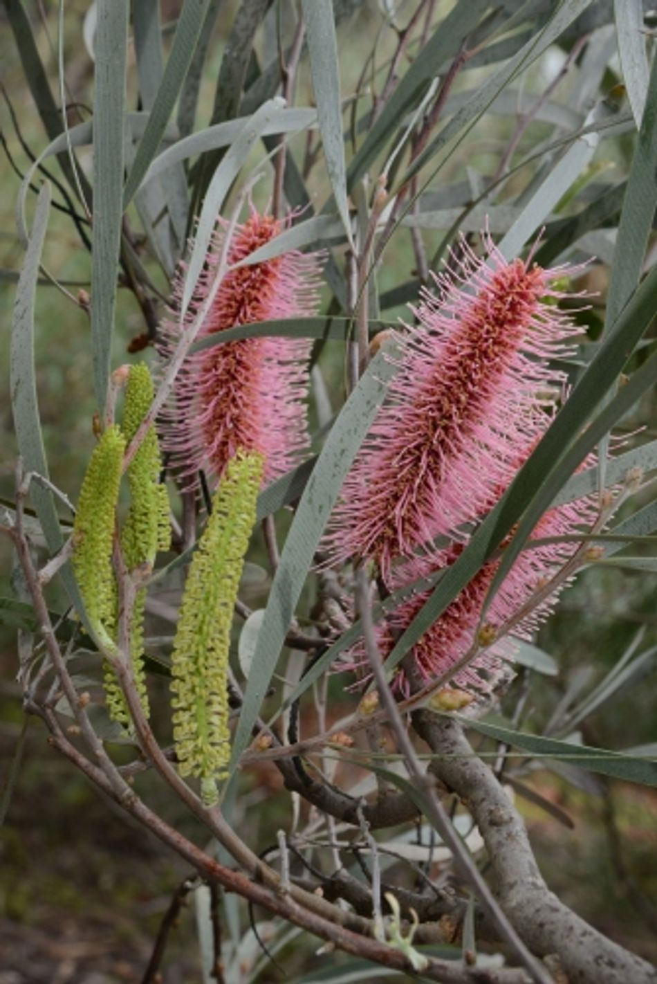 Domus Nursery - West Australian Plant Wholesaler