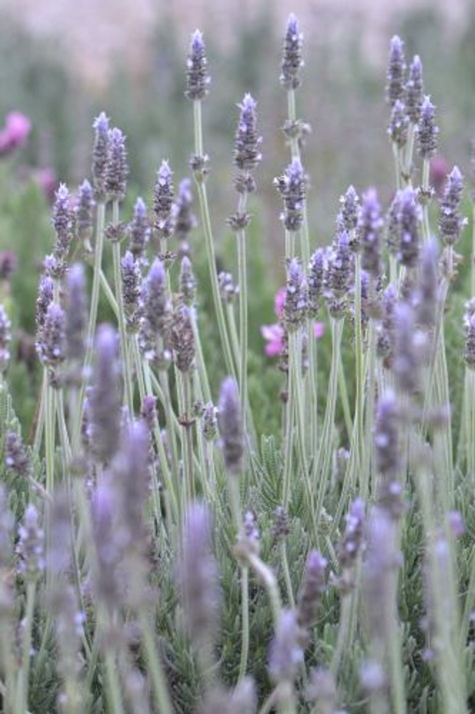 Domus Nursery - Lavandula 'Frenchette'