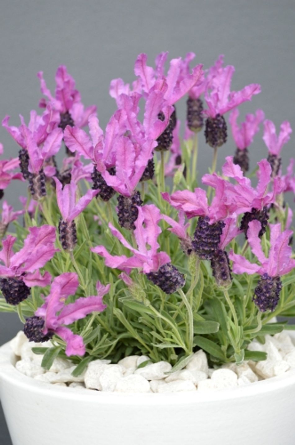 Domus Nursery - West Australian Plant Wholesaler