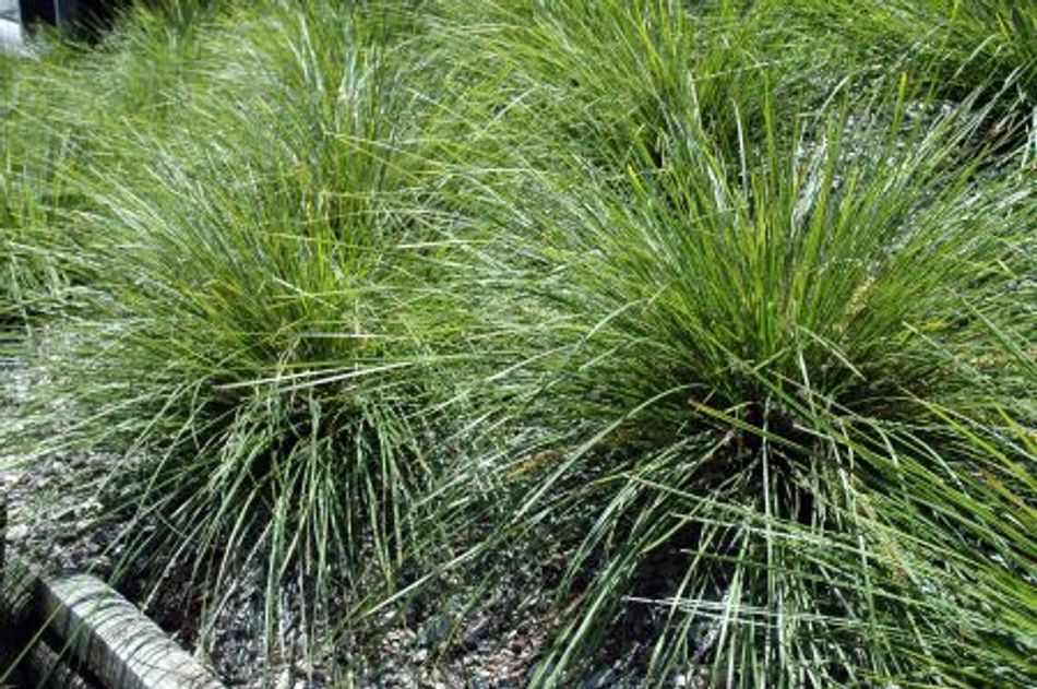 Domus Nursery - West Australian Plant Wholesaler