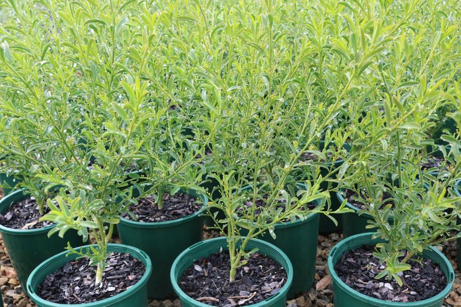Domus Nursery - West Australian Plant Wholesaler
