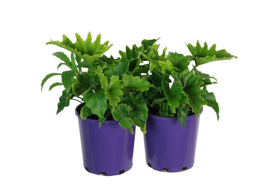 Domus Nursery - Philodendron 'Shangri La'