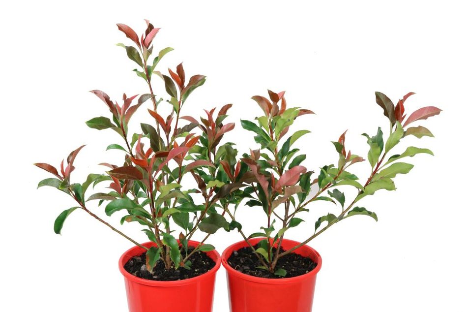 Domus Nursery - Photinia glabra Super Red 'parsur'