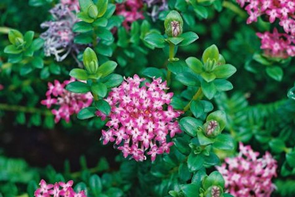 Domus Nursery - West Australian Plant Wholesaler