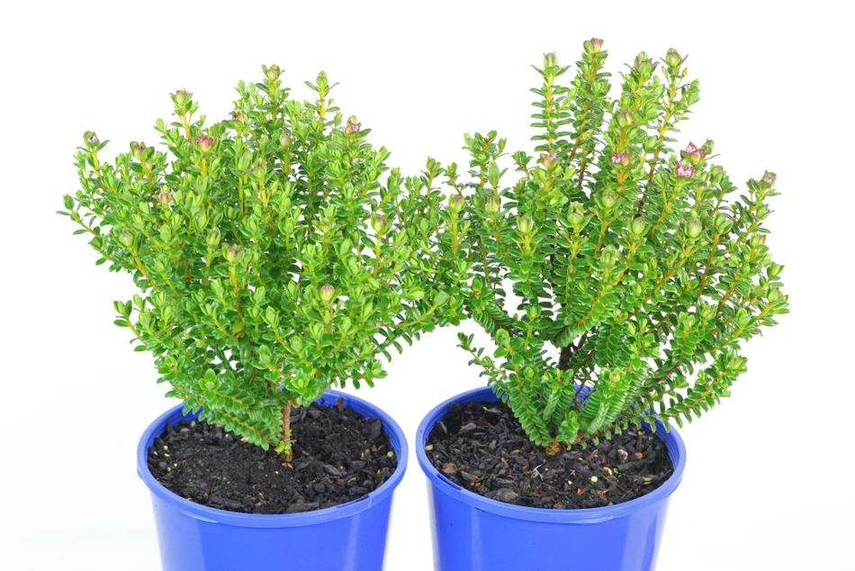 Domus Nursery - West Australian Plant Wholesaler