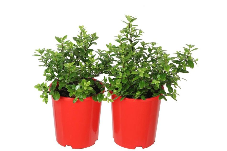 olivenbaum mediterran Olivenbaum 50 Jahre alt  toskanagartenshop