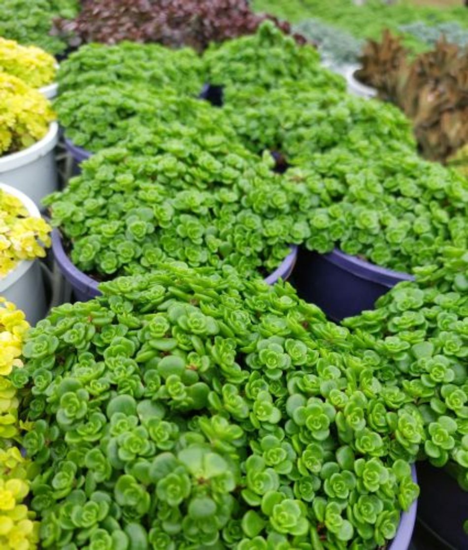 Domus Nursery - Sedum 'Green Blob'