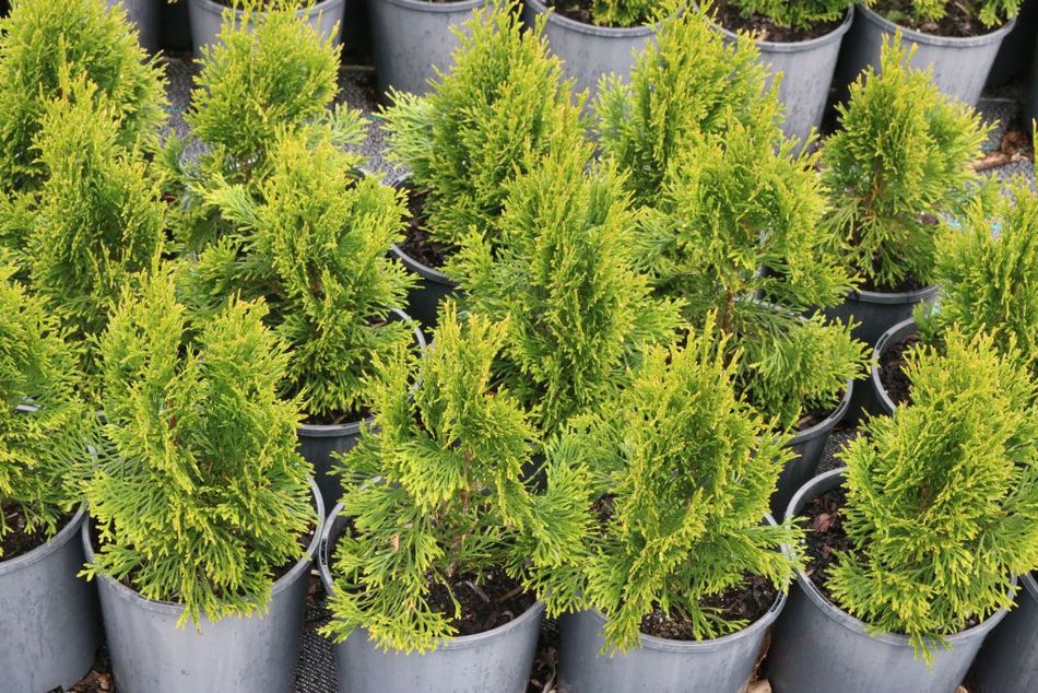 Domus Nursery - Thuja occidentalis 'Smaragd'