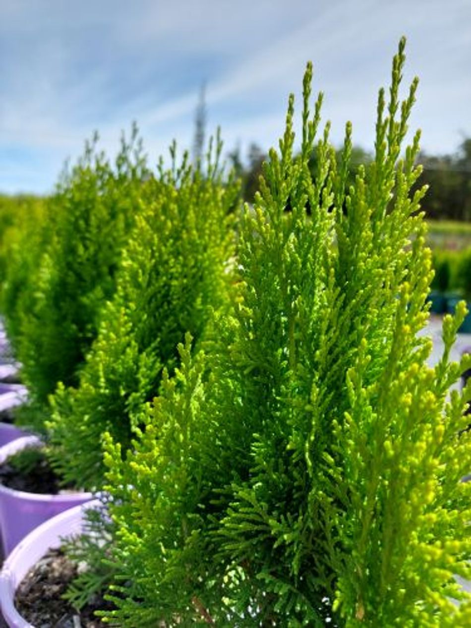 zamia plant 4