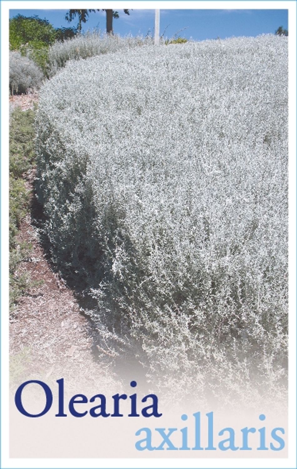 Domus Nursery - West Australian Plant Wholesaler