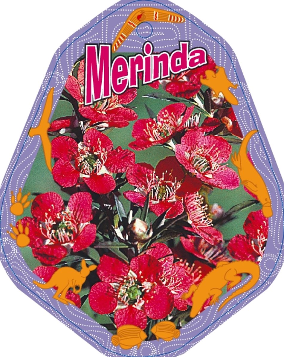 Domus Nursery - West Australian Plant Wholesaler